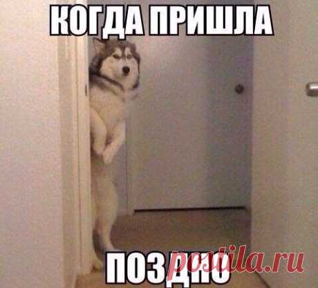Прикольные картинки