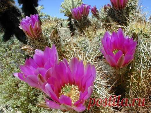 Все о кактусах: легенды и виды для выращивания в домашних условиях — Сад на подоконнике