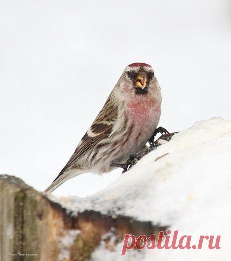 В Йошкар-Олу прилетели красивейшие птицы Севера