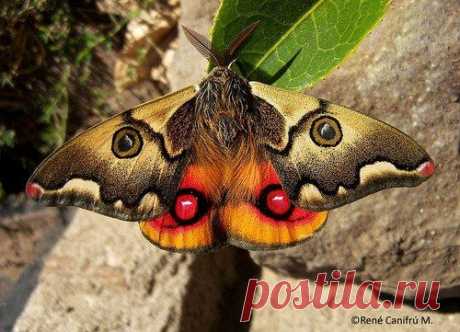 Polythysana cinerascens

Ареал: Чили