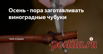 Осень - пора заготавливать виноградные чубуки Слово «чубук» тюркского происхождения, дословно переводится как «тонкий прутик, палочка». В садоводстве этот термин обозначает часть виноградной лозы, срезанной осенью для дальнейшего размножения винограда – черенкования. Такой несложный и одновременно надежный метод разведения винограда под силу освоить даже неопытным в виноградарстве садоводам.
Перед заготовкой чубуков проводят осмотр лозы. Она