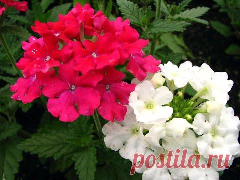 КАК ВЫРАСТИТЬ ВЕРБЕНУ семенами МАКСИМАЛЬНАЯ🌱 ВСХОЖЕСТЬ как вырастить вербену