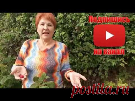 КЛЕМАТИСЫ - СРЕДНЕ И МЕЛКОЦВЕТКОВЫЕ - ЭТО КНЯЖИКИ - вид клематисов Atragene macropetala
