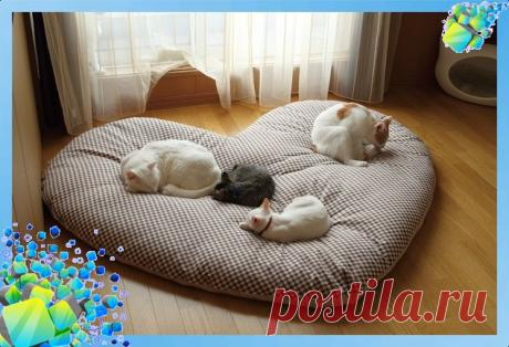 Подушка лежак для кошки, шьем сами по выкройке