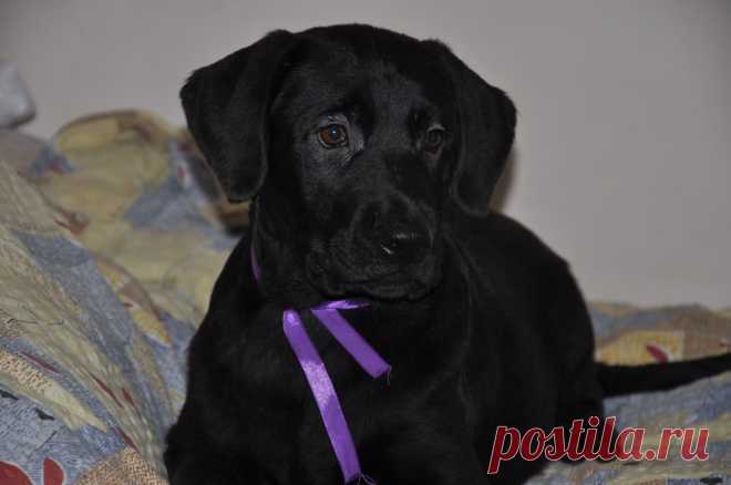 Продам щенков от первой случки
осталься 1 мальчик и девочка
3 мес