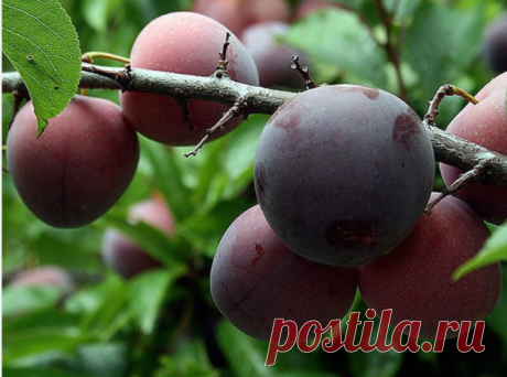 БОЛЕЕТ СЛИВА? КАК НЕ ОСТАТЬСЯ БЕЗ УРОЖАЯ


Проблема № 1.

Плоды червивые

Причина. Желтый сливовый пилильщик. Именно из-за этого вредителя чаще 
всего осыпаются недозревшие сливы. Внутри у них непременно обнаружатся 
желтовато-белые червячки - личинки пилильщика.

Когда появляется. Весной личинки окукливаются. За 5 дней до цветения 
сливы из куколок выходят взрослые насекомые. Они откладывают яйца в 
бутоны. Личинки проникают в завязь, развиваются вместе с плодом, а в 
июл...