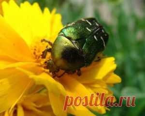 Как бороться с майским жуком и его личинкамиДача - впрок | Дача - впрок