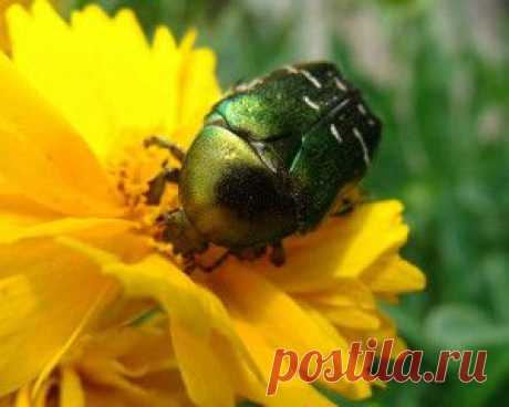 Как бороться с майским жуком и его личинкамиДача - впрок | Дача - впрок
