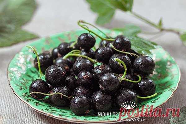 Черная смородина: полезные свойства и противопоказания. Листья. Плоды Оказывается, полезные свойства черной смородины очень обширны. Она лечит диабет, гипертонию, кожные болезни. Листья. Побеги и корешки. Противопоказания. Польза и вред для здоровья