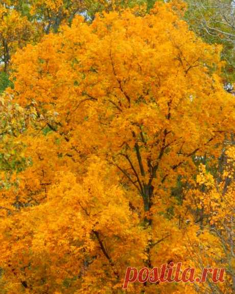 Shades of Autumn 2014.XI by MadGardens on DeviantArt