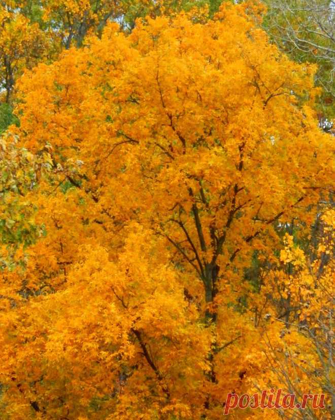 Shades of Autumn 2014.XI by MadGardens on DeviantArt