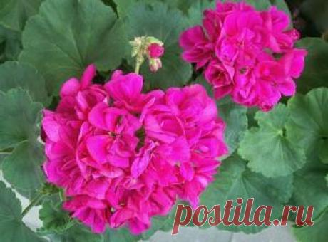 Пеларгония Полезные свойства | УСПЕХ с NEWAYS