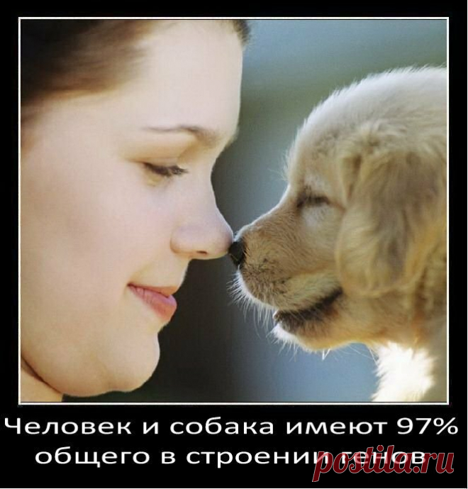 Интересные факты о собаках | Fresher - Лучшее из Рунета за день