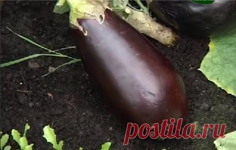 Что такое вертициллезное увядание баклажанов и борьба с ним