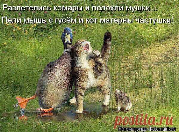 Котоматрица: Разлетелись комары и подохли мушки...