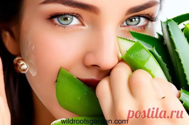Más de 13 beneficios del aloe vera para los ojos