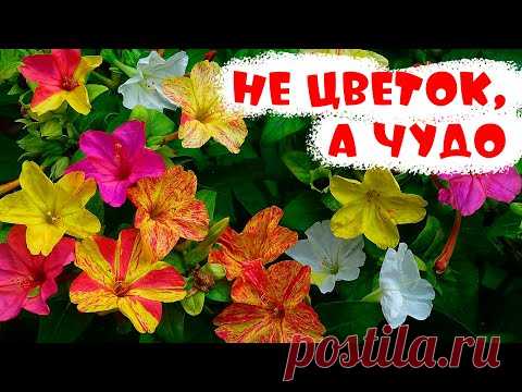 НЕЗАМЕНИМЫЙ ОСЕНЬЮ ЦВЕТОК - МИРАБИЛИС. Как лучше выращивать, уход, размножение.