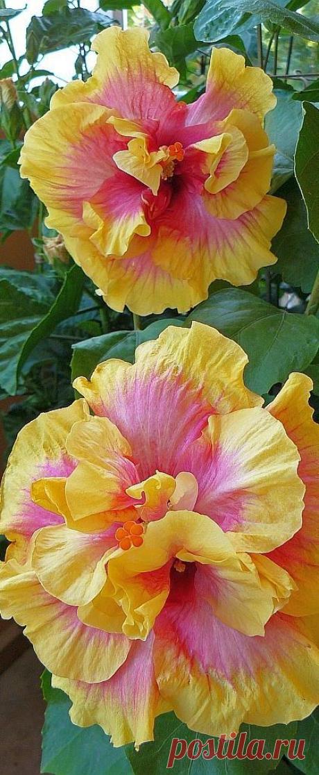 Hibiscus °♡❀♡°