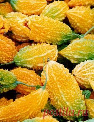 Момордика (индийский огурец), это растение из семейства тыквенных, произрастает в Индии, Южный Китай, Япония, Филиппины.