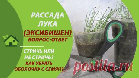 Рассада лука Эксибишен - Стричь или нет? Надо ли убирать с рассады семена (оболочку семени)? 00:20 Надо ли убирать семя с ростка рассады? 02:24 Стрижка лука Эксибишен - нужна или нет? ПОЛЕЗНЫЕ ССЫЛКИ НИЖЕ 👇↘✅ ЧТО ЗА ПУПЫРЫШКИ НА ЛИСТЬЯХ РАССАДЫ? / С...