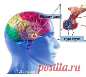 «НЕИЗВЕСТНЫЙ» ГИПОФИЗ | Сергей Колеша