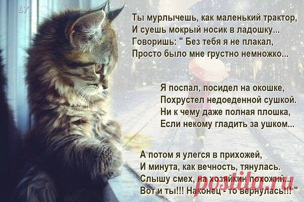 Без кота и жизнь не та добавил(-а) новое фото. - Без кота и жизнь не та