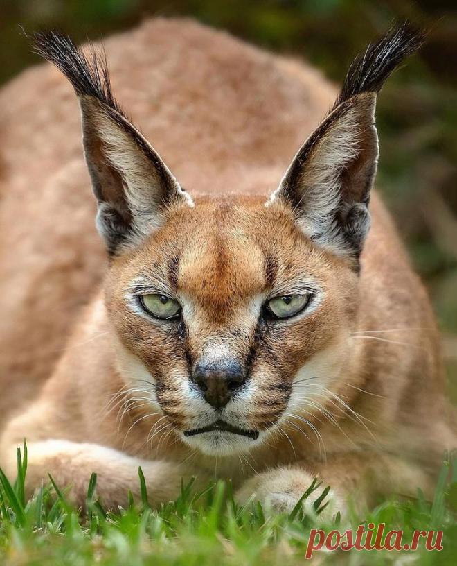 Фотографии «поющих» львов, носорогов и потрясающего тигра