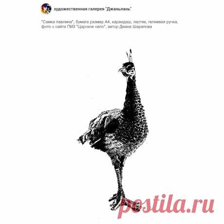 павлины