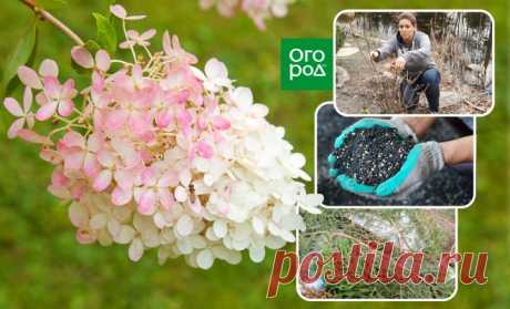 Метельчатая гортензия осенью: посадка, обрезка, подкормка, подготовка к зиме