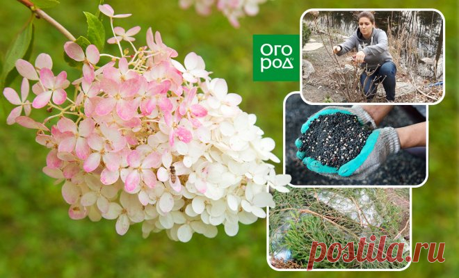 Метельчатая гортензия осенью: посадка, обрезка, подкормка, подготовка к зиме