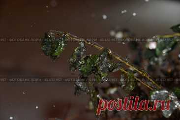 Close-up of frozen ice covered plant during winter season at night. Стоковое фото, фотограф Ilaronsia / Фотобанк Лори