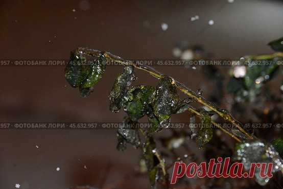 Close-up of frozen ice covered plant during winter season at night. Стоковое фото, фотограф Ilaronsia / Фотобанк Лори