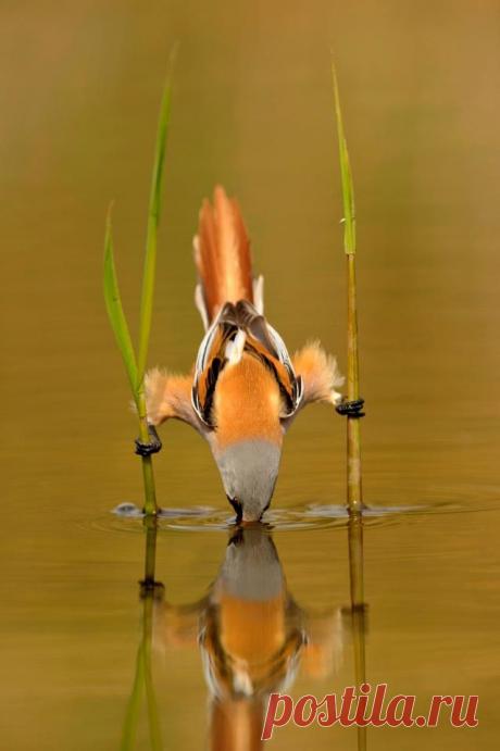 Находчивая...