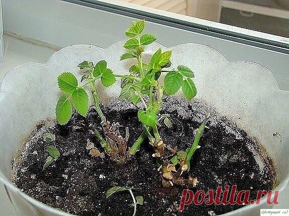 Способы избавления от мошек в цветочных горшках — Садоводка