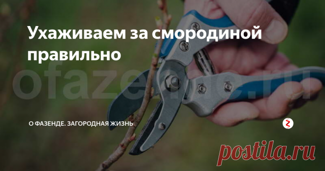 Ухаживаем за смородиной правильно Грамотный уход – залог успеха
Рассмотрим ситуацию. В весенний период сажаете молоденькие саженцы.