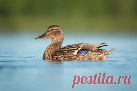 35PHOTO - Вилюнов Дмитрий - кряква