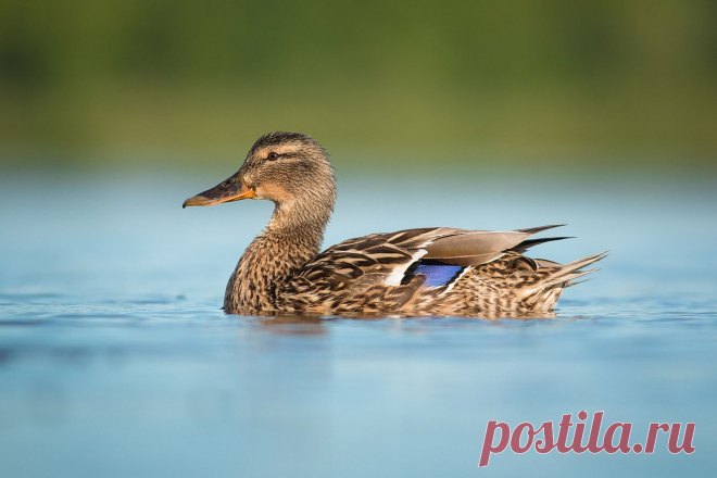 35PHOTO - Вилюнов Дмитрий - кряква