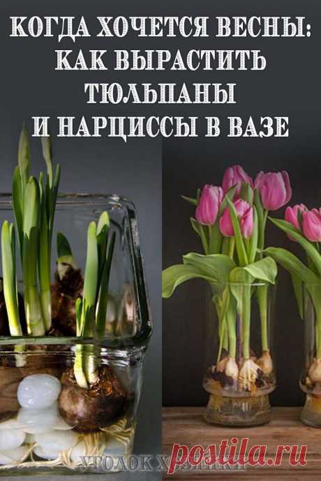 Зимой, когда так скучаешь за весенними запахами и красками, можно вырастить тюльпаны и нарциссы в вазе, в воде без почвы.