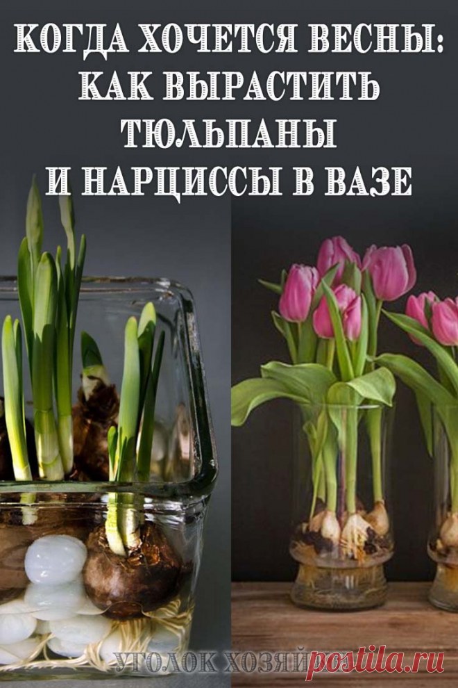 Зимой, когда так скучаешь за весенними запахами и красками, можно вырастить тюльпаны и нарциссы в вазе, в воде без почвы.