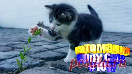 Вам нравится смотреть приколы с котами? Тогда мы уверены, Вам понравится наше видео 😍. Также на котомании Вас ждут: видео кот,видео кота,видео коте,видео котов,видео кошек,видео кошка,видео кошки,видео о котах, видео о кошках смешные, видео смешная кошка, для котов видео, коты 2020, кошка видео, кошки видео, приколы от кошек, про котика, про кошку видео, смешное, смешные видео с кошками, смешные про детей животных, смешных котов, смотреть смешные животные до слез, приколы с животными с озвучкой