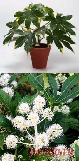 Фатсия (FATSIA) — японский каштан | Зелёный Мир