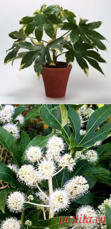 Фатсия (FATSIA) — японский каштан | Зелёный Мир