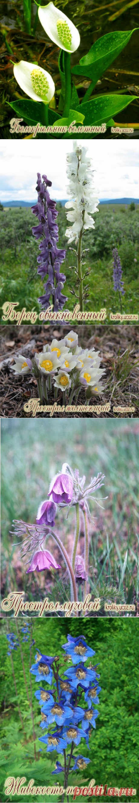 кролиководство - Ядовитые растения