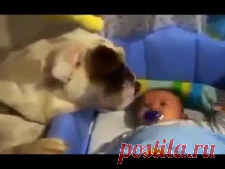 Very lovely video. Dog nanny. Funny dog / Очень милое видео! Собака в роли няньки. Прикол