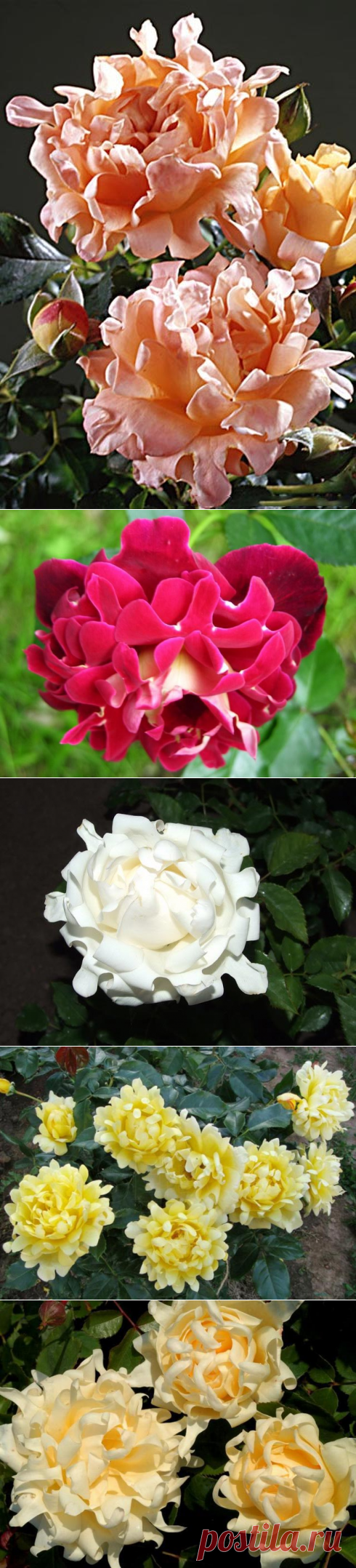 Розы серии Раффлс (Ruffles)