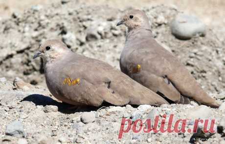 Сем. Голубиные (Columbidae)
Золотопятнистая земляная горлица (Metriopelia aymara)