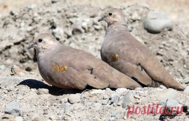 Сем. Голубиные (Columbidae)
Золотопятнистая земляная горлица (Metriopelia aymara)