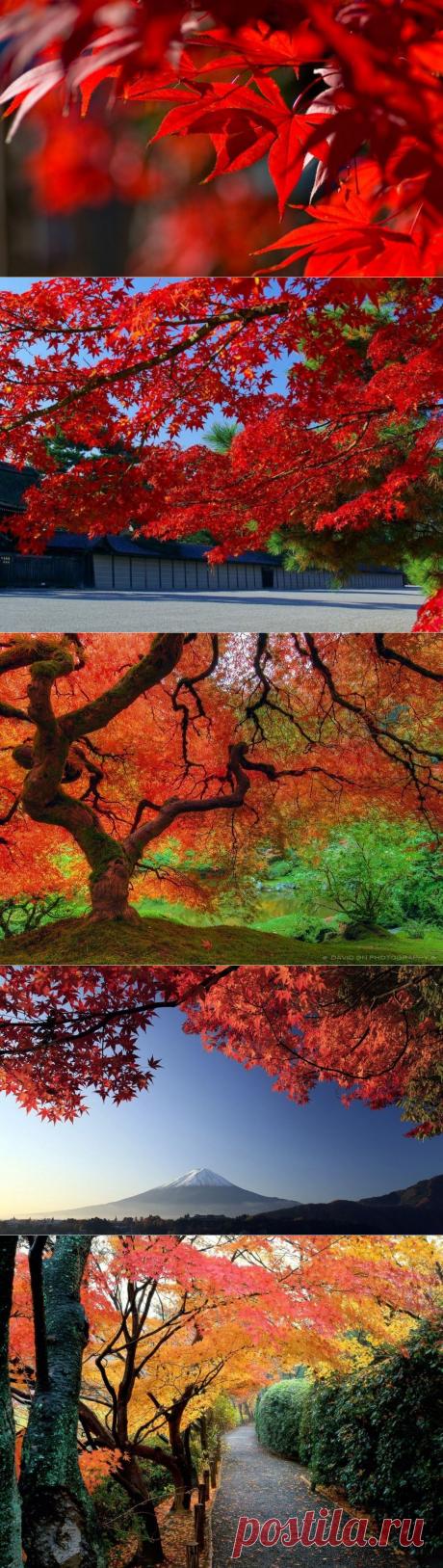 Японский клен