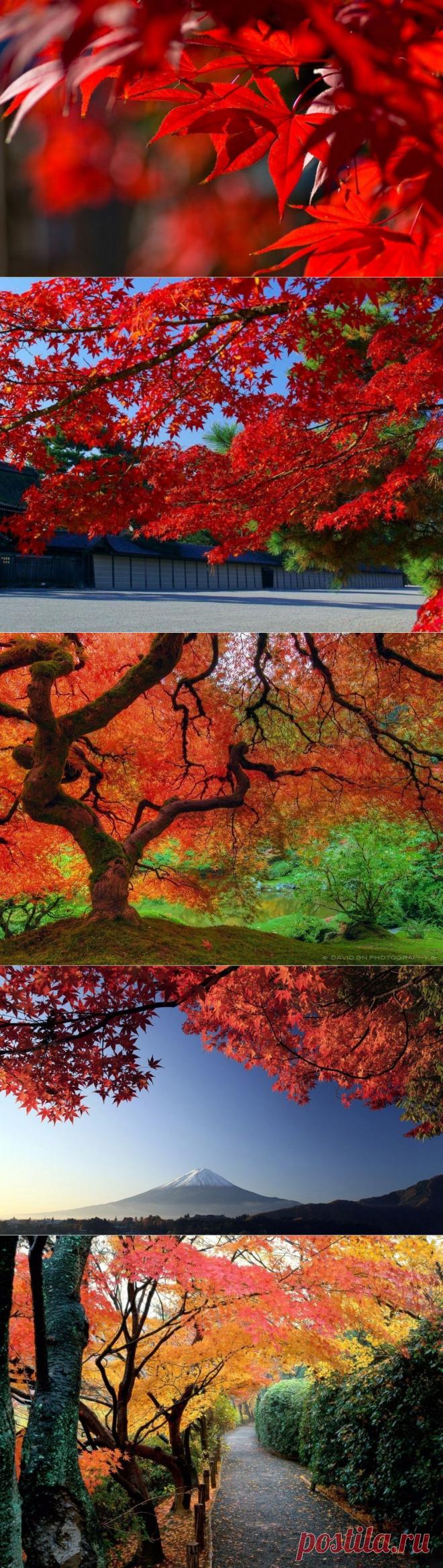 Японский клен