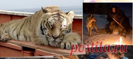 Самые верные друзья: лучшие фильмы о том, как животные спасают людей. В жизни иногда происходят события, связанные с домашними питомцами или даже с дикими зверями, которые поражают. Наша подборка фильмов – о них.